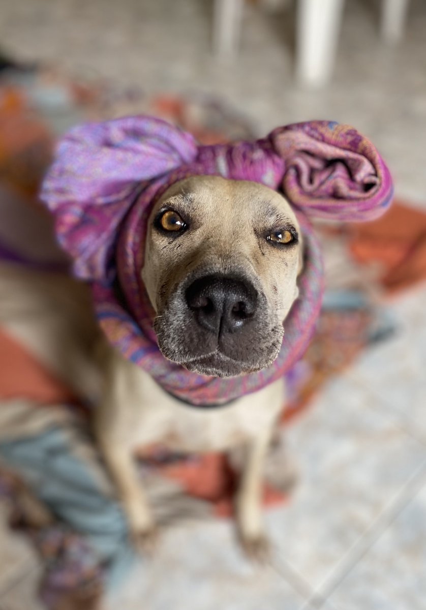 RescateAnimalEC's tweet photo. Levante la mano quien tiene hijos perrunos y/o gatunos … o/ . Manden fotos de sus animales de familia. #HijosConCola https://t.co/Riv7hOgeNR