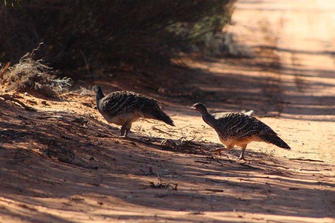 Stunning Malleefowl photos captured by @SciPock at the Scotia Sanctuary! #malleefowl #WildOz