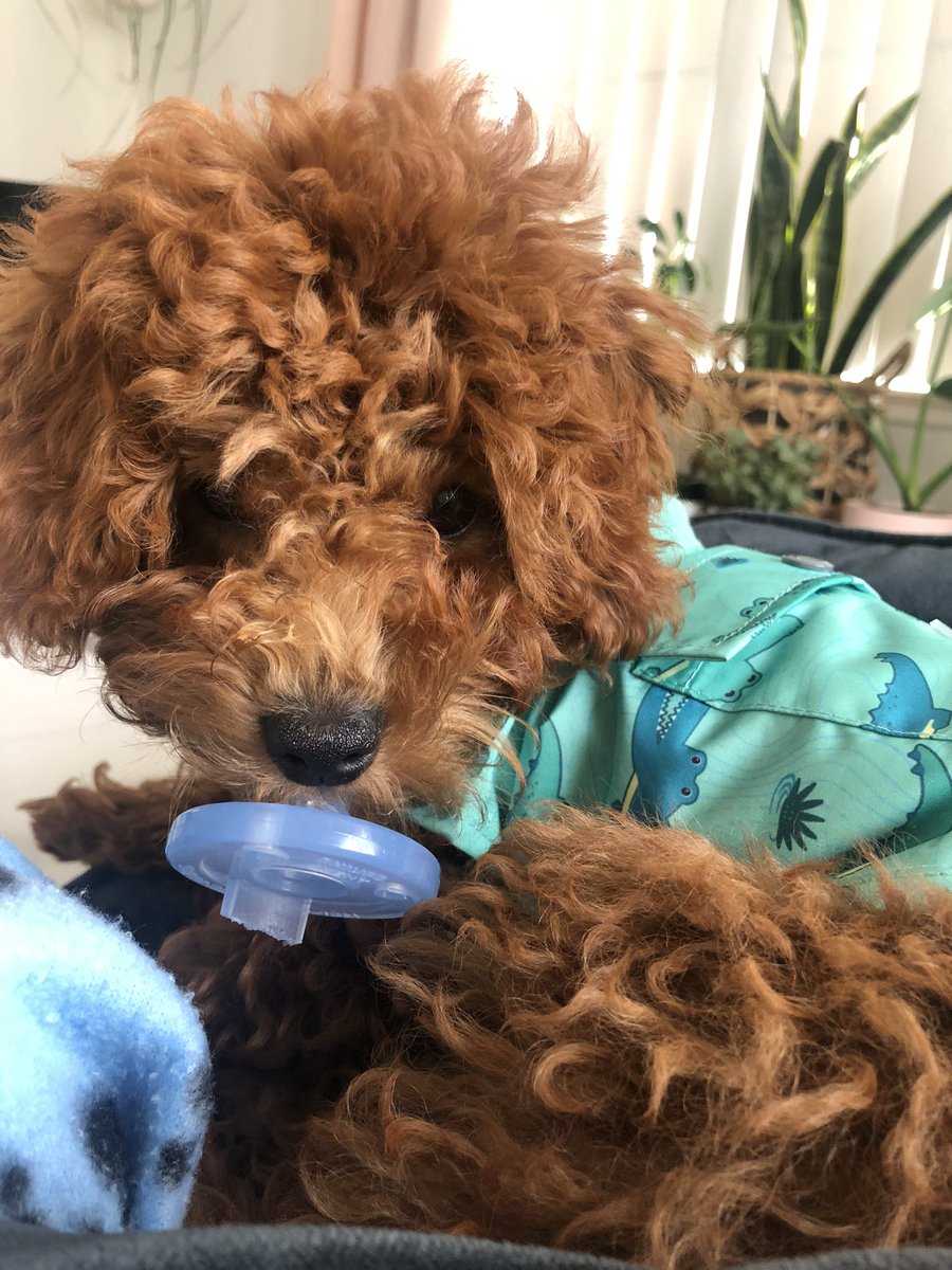 lesalerr's tweet photo. *buys pacifiers for puppy* https://t.co/qJ0Qqj2PMW