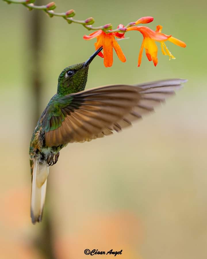 Continue touring Colombia admiring its birds, a purpose that continues in 2022

Colibrí Chupasavia
Buff-tailed Coronet
Boissonneaua flavescens

#allmightybirds #ig_discover_birdslife #total_birds #best_birds_of_ig #bird_freaks #bird_lovers_daily #bb_of_ig #nature_worldwide_birds