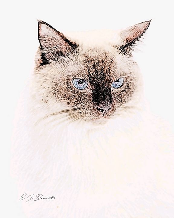 EJBennett123's tweet photo. Featured Art of the Day: "Rosie, Stunning Ragdoll". Buy it at: https://t.co/QEdhekGI1R https://t.co/TksXO4M8RC