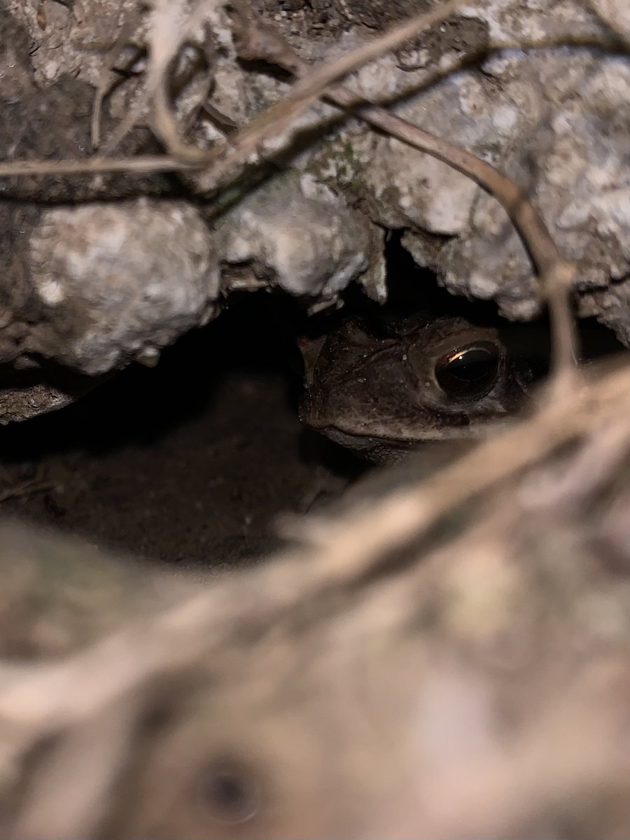 Here’s a few hoppy little guys I’ve encountered lately! :)