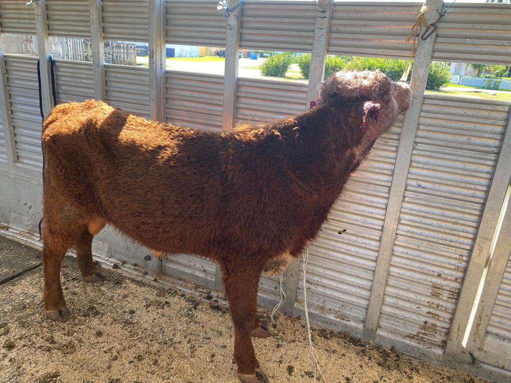 HelpTheHorses's tweet photo. 🚨RESCUE ALERT🚨 Young Bull mauled by dogs. #SFSPCA picked him up from @MiamiDadePD Ag Patrol. We immediately took him to undergo surgery at Avocado Animal Hospital. Please show your support by donating today. https://t.co/q8TcQIu5Im… #AnimalRescue #DonationsNeeded #HelpCows https://t.co/6VJpzGGyiC