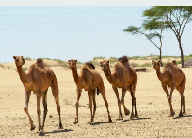 VinoBhojak's tweet photo. Camels 🐫🐫#थार_रेगिस्तान

📸 लोकेशन- #जांबा गाँव, तहसील फलोदी https://t.co/faPBazkpM6
