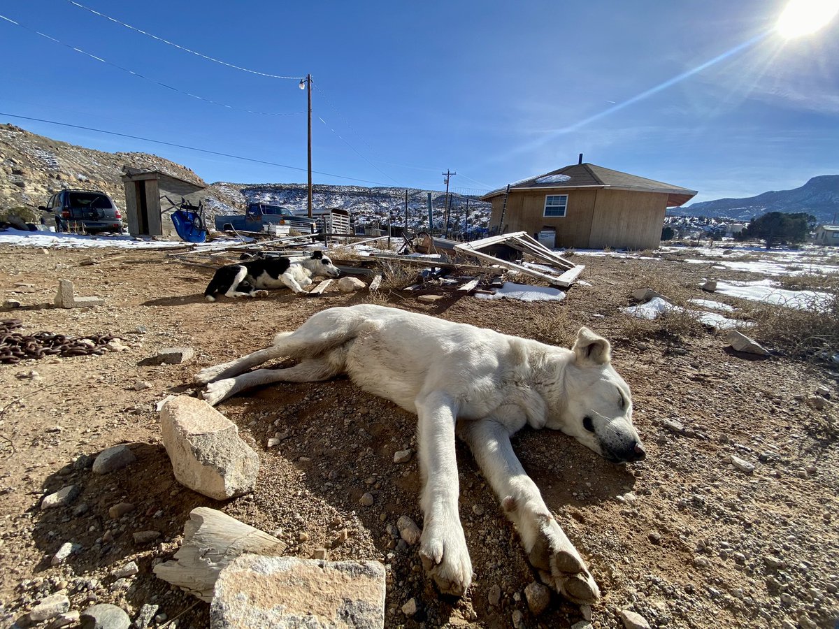 clahchischiligi's tweet image. We took our sheep dogs with us for some plant collecting on this beautiful day.

It’s safe to say they had a blast. 

Don’t forget to show your rez pups some love. 💙

#NavajoNation #Arizona #RezDogs #SheepDogs #Navajo #TeecNosPos