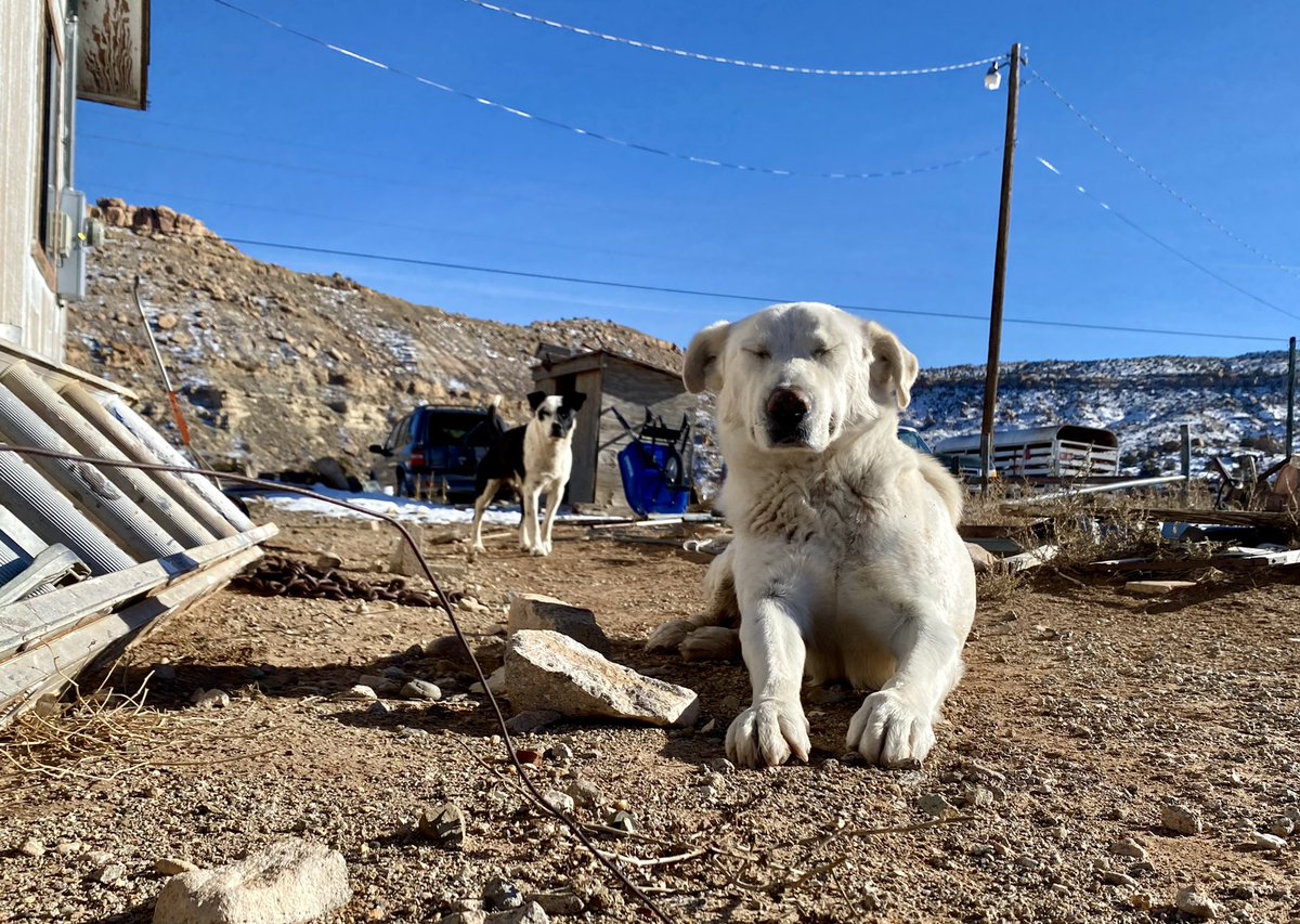 clahchischiligi's tweet image. We took our sheep dogs with us for some plant collecting on this beautiful day.

It’s safe to say they had a blast. 

Don’t forget to show your rez pups some love. 💙

#NavajoNation #Arizona #RezDogs #SheepDogs #Navajo #TeecNosPos