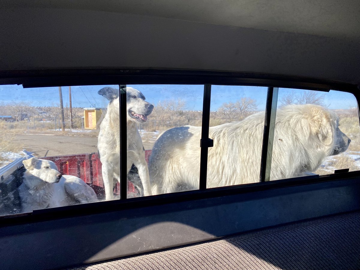 clahchischiligi's tweet image. We took our sheep dogs with us for some plant collecting on this beautiful day.

It’s safe to say they had a blast. 

Don’t forget to show your rez pups some love. 💙

#NavajoNation #Arizona #RezDogs #SheepDogs #Navajo #TeecNosPos
