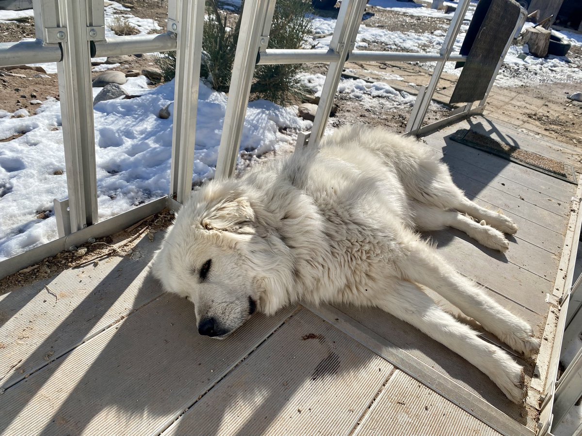 clahchischiligi's tweet image. We took our sheep dogs with us for some plant collecting on this beautiful day.

It’s safe to say they had a blast. 

Don’t forget to show your rez pups some love. 💙

#NavajoNation #Arizona #RezDogs #SheepDogs #Navajo #TeecNosPos