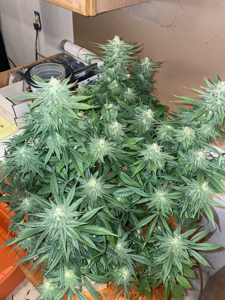 rastanewman's tweet photo. These girls are winding down. First pics are Lost Pearl. About a week or so left. Battled with some issues but think itโs gonna pull through in the end. Lots of bud sites. Second is Deadhead Og from #CaliConnection by way of Irvine. About 3 weeks left on her. Nice and frosty. https://t.co/nj75MwxyU3