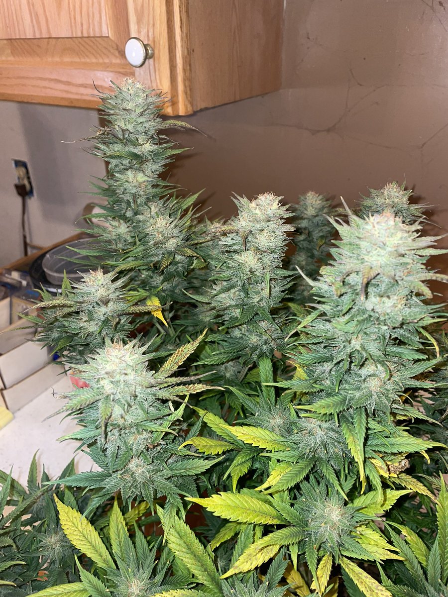 rastanewman's tweet photo. These girls are winding down. First pics are Lost Pearl. About a week or so left. Battled with some issues but think itโs gonna pull through in the end. Lots of bud sites. Second is Deadhead Og from #CaliConnection by way of Irvine. About 3 weeks left on her. Nice and frosty. https://t.co/nj75MwxyU3
