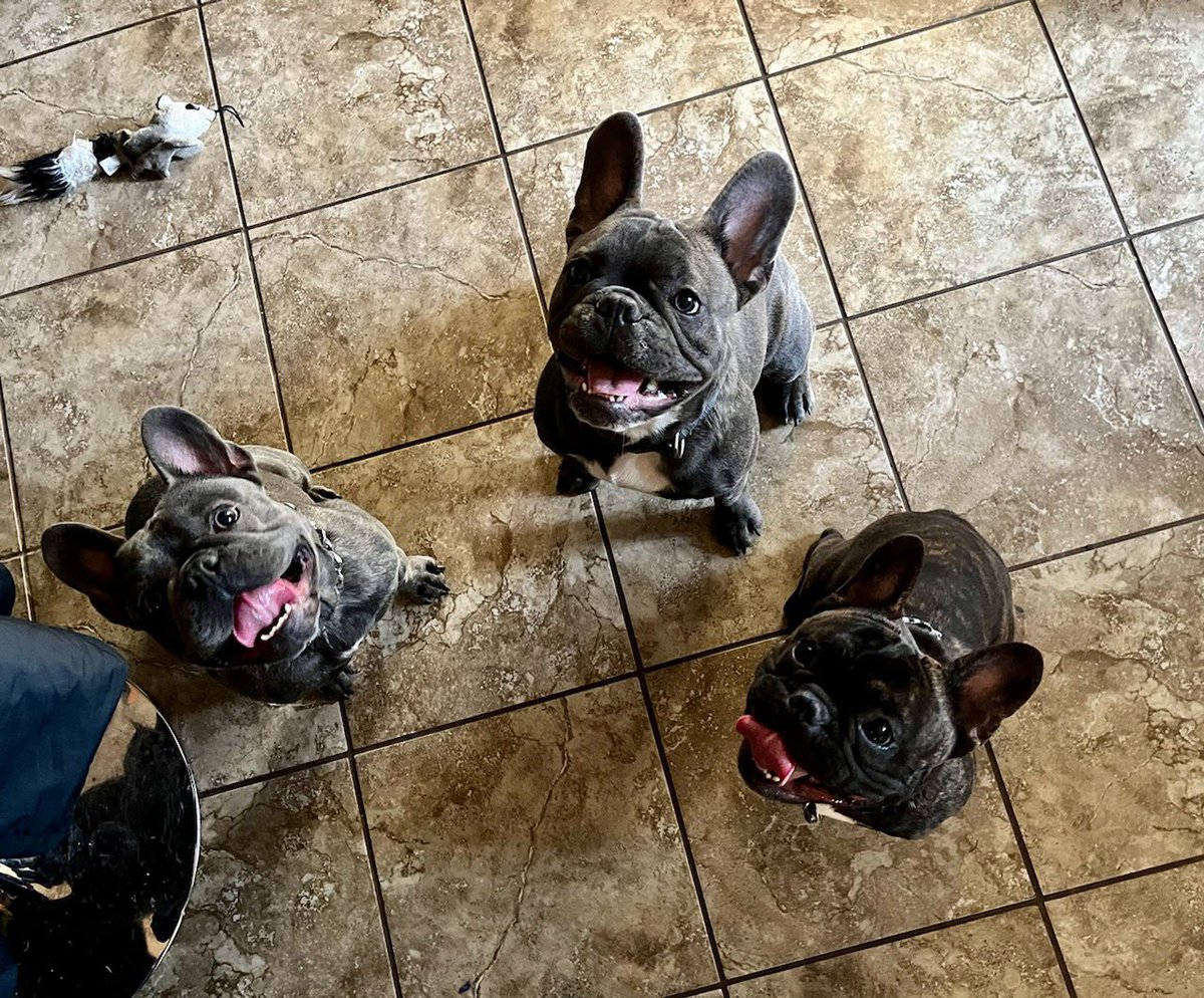 AmyDShields's tweet photo. Give me all the #frenchies ❤️ https://t.co/ehCvsNEB6v
