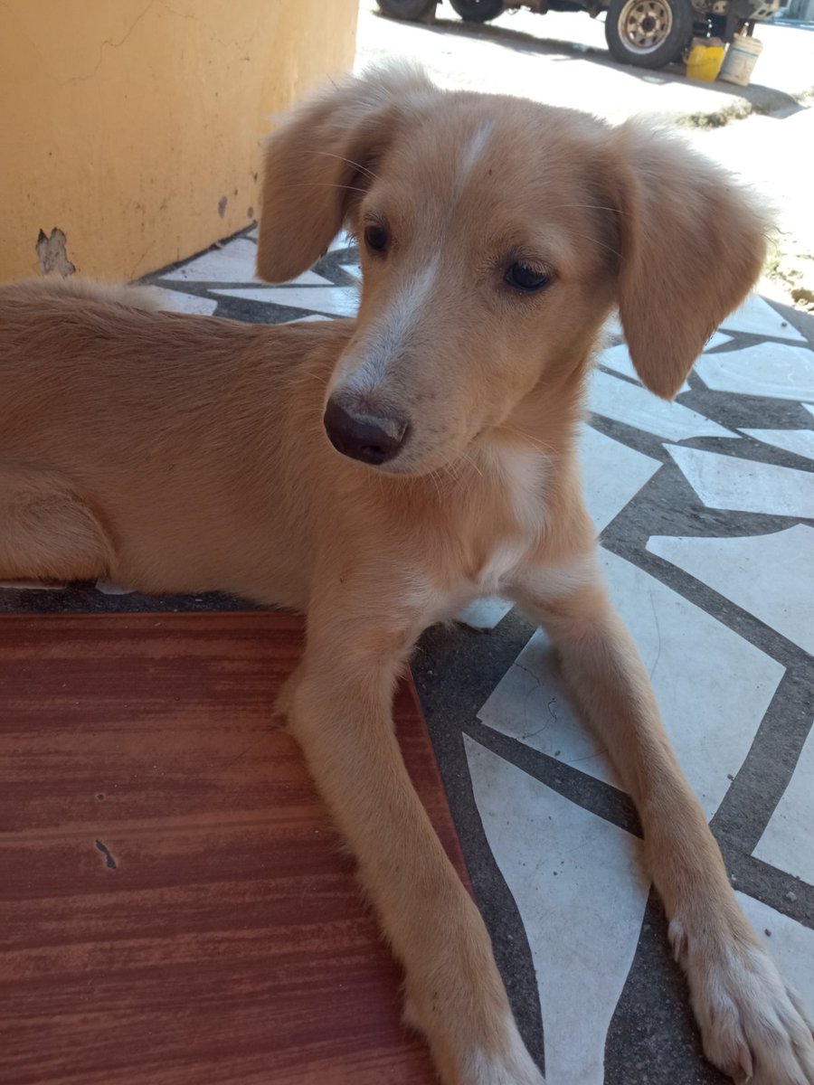 Soy venezolano tweet media