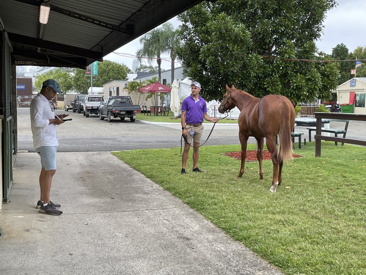 MuskCreekFarm's tweet photo. Lot 326 @mmsnippets is our #kuality Street Boss @DarleyAus colt from Notre Dame (Exceed And Excel)
From the cross that’s given us Elite Street and Hanseatic there is plenty to like about this boy!! #herewecome #peninsulapower https://t.co/klIvGtsbYA