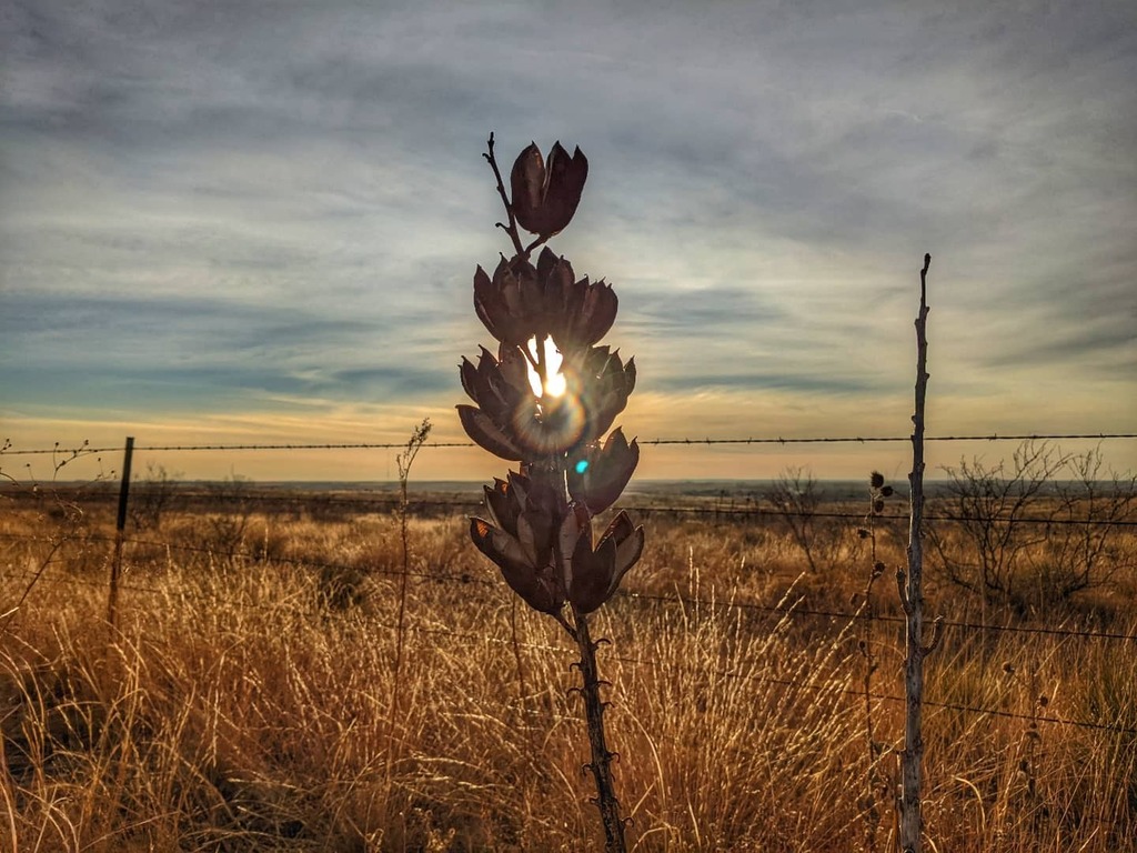 CamorlingaJr's tweet photo. Sun peek
#AmarilloTx #sun #sunset #txpanhandle #pixel4a5g #purposelypixel @purposelypixel #igtexas https://t.co/NWgvvCTHIO