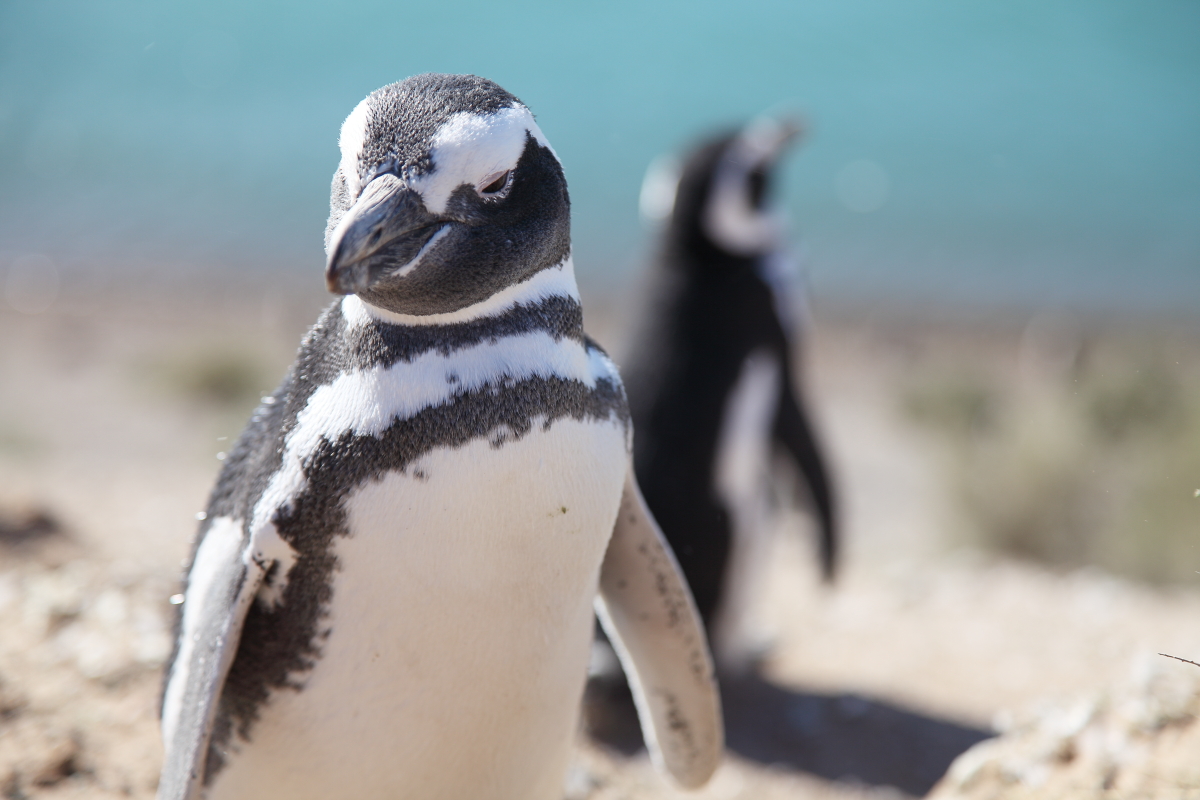 バルデス半島 Twitter Search Twitter