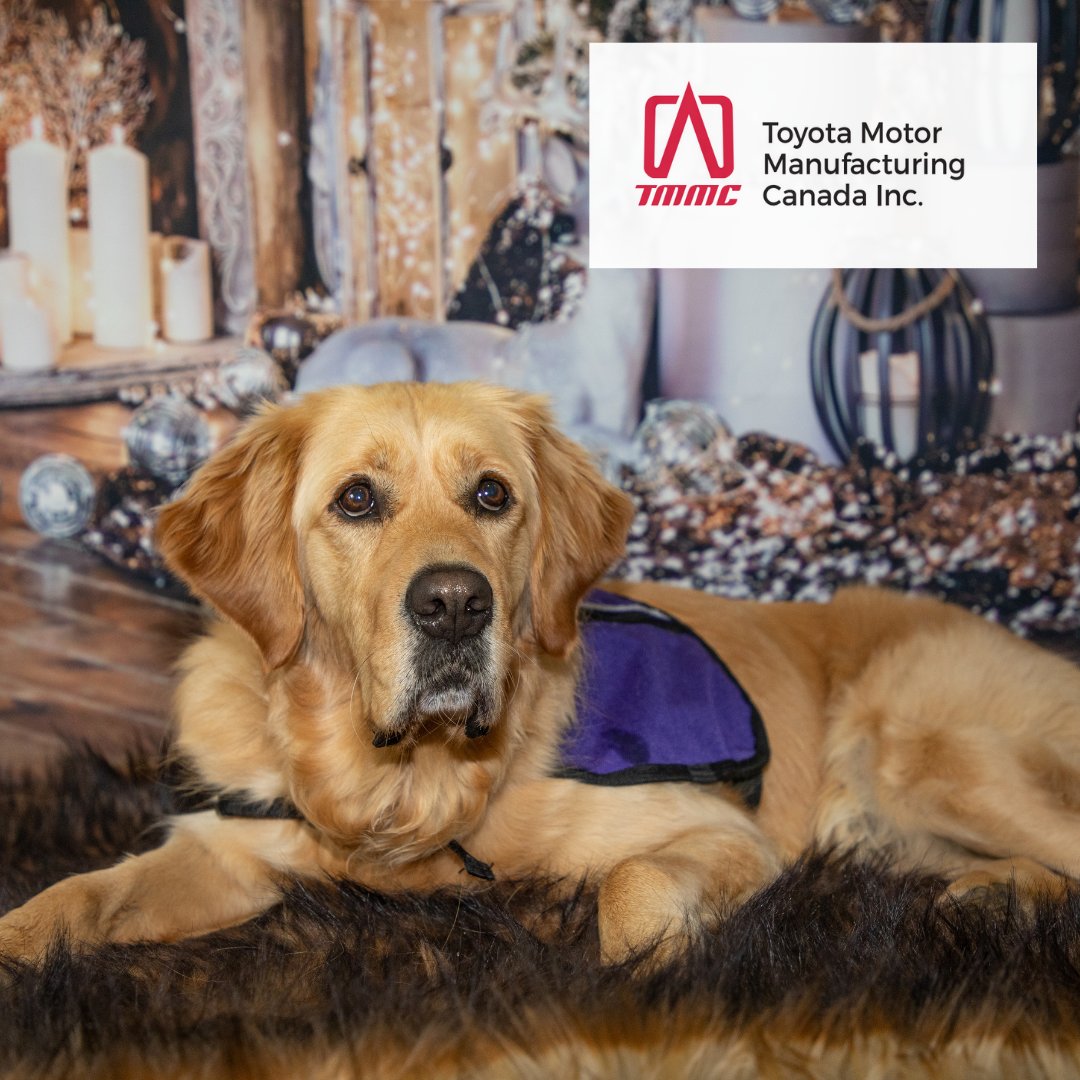 Thank you to our Partners <a href="/ToyotaMfgCanada/">Toyota Motor Manufacturing Canada</a> for your amazing contribution to our CAI program!! These funds will directly support NSD Monet, the Justice Facility Dog, and her work at the Child Witness Centre in Kitchener. #ThankYouThursday
