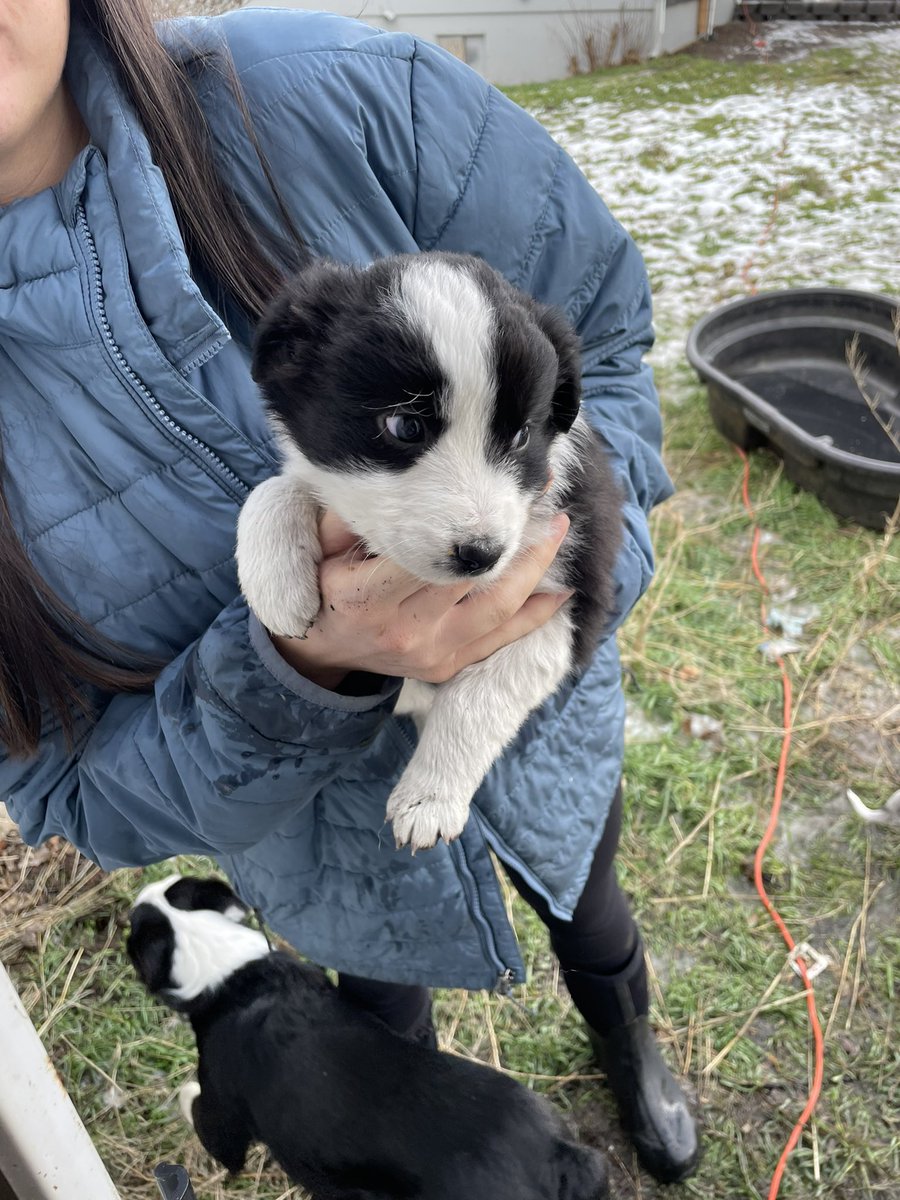 cheyyannne's tweet photo. Mini aussie / border collie puppies for sale! They are ready today January 6th, they are 6 weeks old and come with their first round of shots! 3 males, and 2 females. Located in central oregon but willing to meet! DM for more details! (also pls retweet) https://t.co/JKQtWnynYK