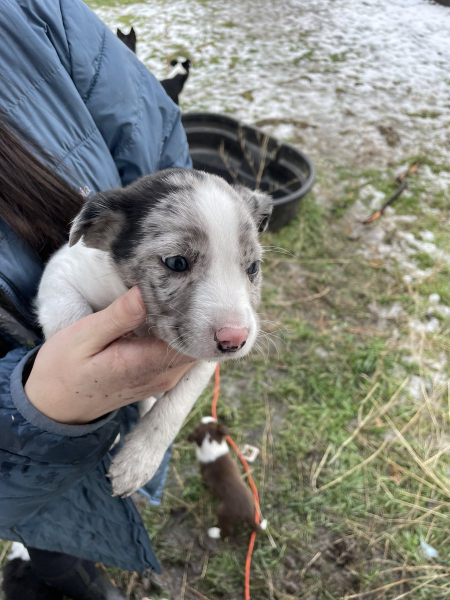 cheyyannne's tweet photo. Mini aussie / border collie puppies for sale! They are ready today January 6th, they are 6 weeks old and come with their first round of shots! 3 males, and 2 females. Located in central oregon but willing to meet! DM for more details! (also pls retweet) https://t.co/JKQtWnynYK