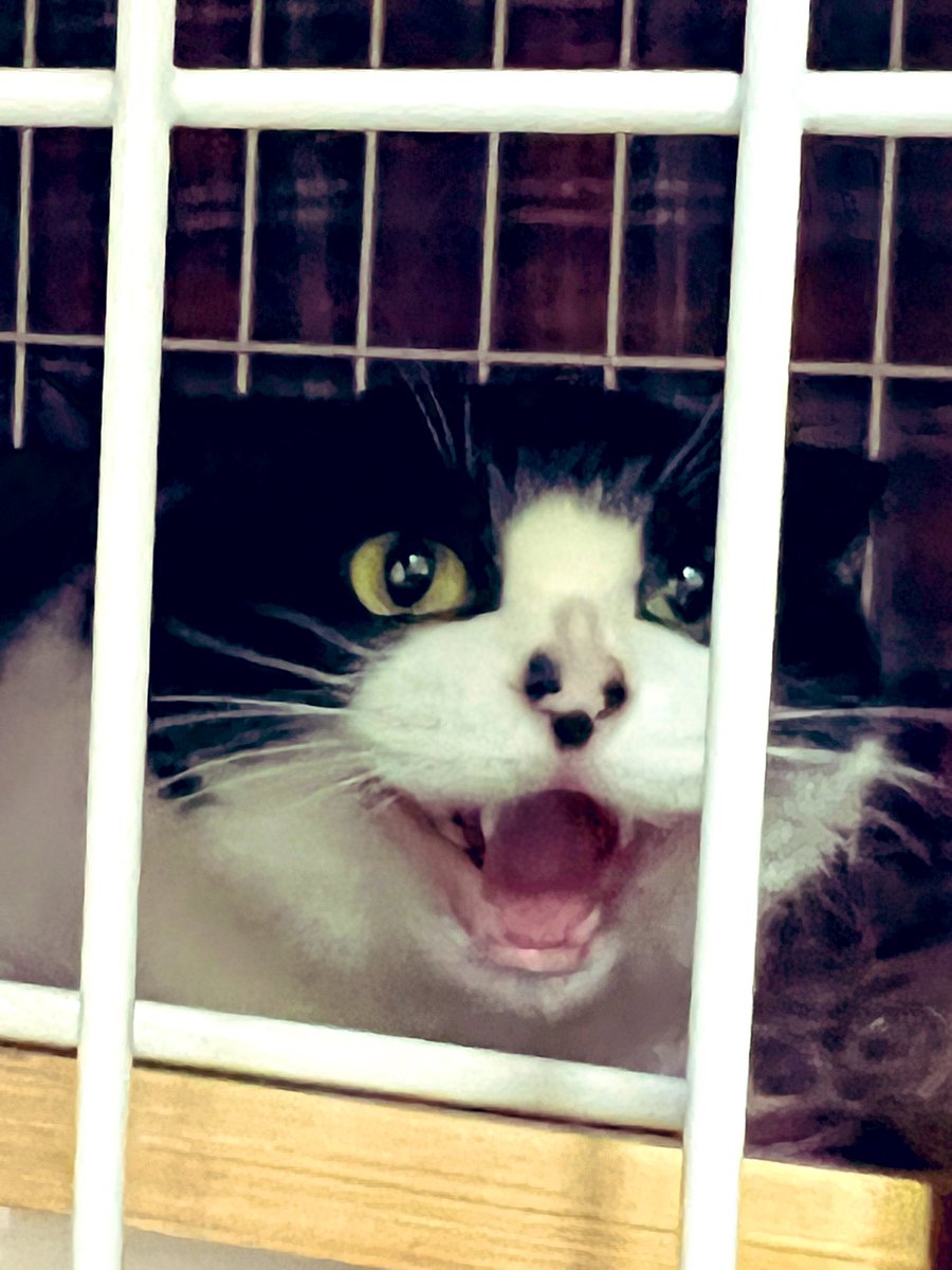 ฅ(°͈ꈊ°͈ฅ)
ぬーたん🐾我が家にやって来て9日目の夜🌙夜鳴きが止んだ😱？
昨夜はにゃいてなぃ　けたたましく鳴いてない　がしかし、押入れに隠れることを覚えた　昼間もケージ解放、昨日帰ったらぬーたんが部屋に居なくて😱焦りまくった
シャーは相変わらず、まだまだ全然シャー猫😿　#保護猫 
&amp;🦑耳😿