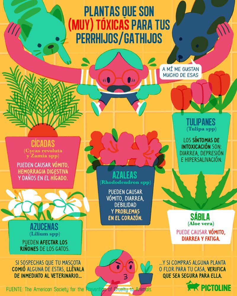 pictoline's tweet photo. Plantas muy tóxicas para tus perrhijos o gathijos 🪴 🚫 🐶 🐱
Y que son más comunes de lo que crees 👀⚠️ https://t.co/3gibPbmwEE