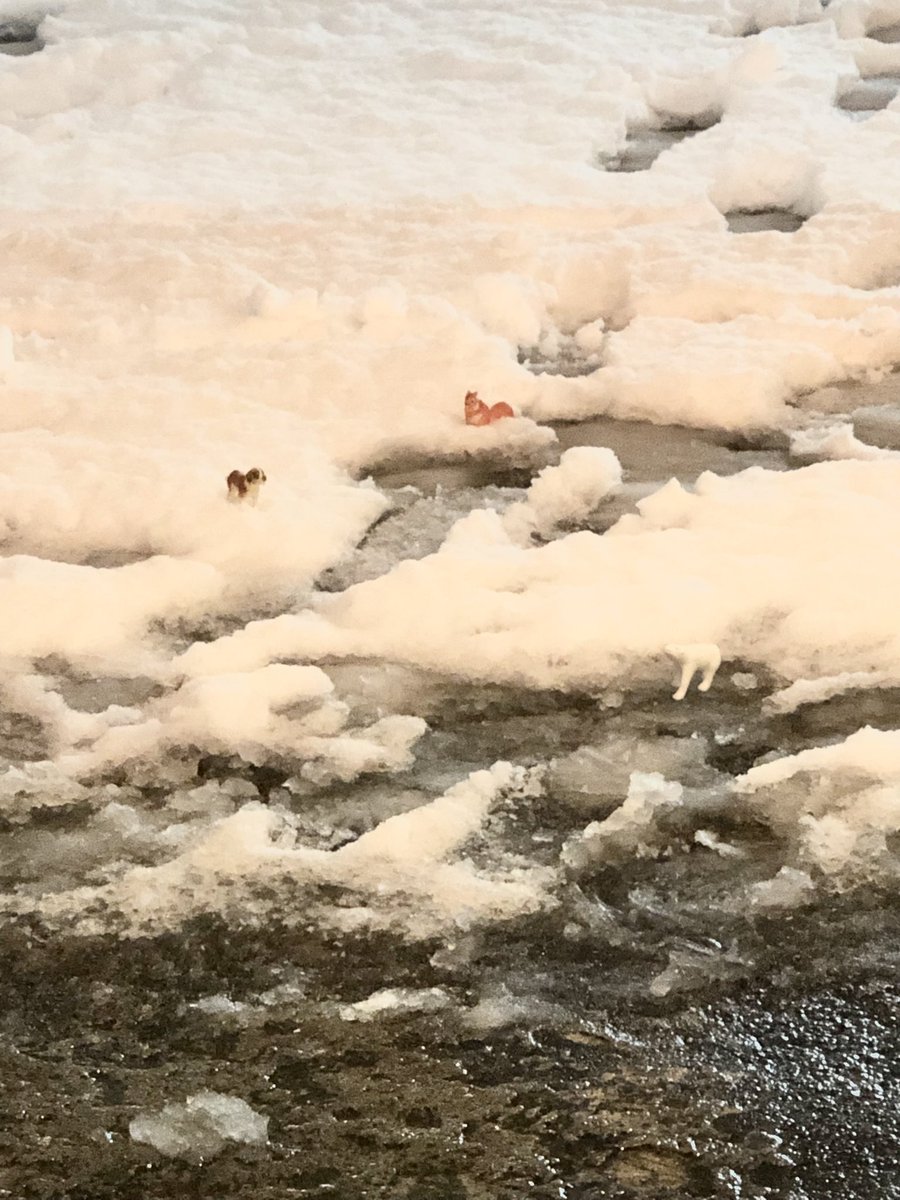 雪積もったっす。ほんまほんまポリカリ。ウヒョー。