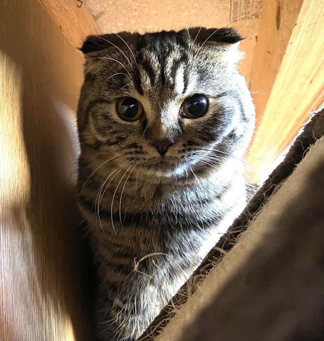 猫カフェにゃんこ