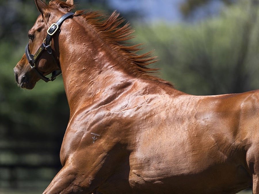Too good! <a href="/TrinderAdam/">Trinder Racing</a> has a very nice SPIETH filly in front of him.

Jaguar Stone did a bit wrong down the final stretch but raced away to score a comfortable debut victory!

The first of many as a sire for Gr.1 sprint sensation Spieth.

Congrats to all involved! <a href="/Berkeley_Park/">Berkeley Park Stud</a>