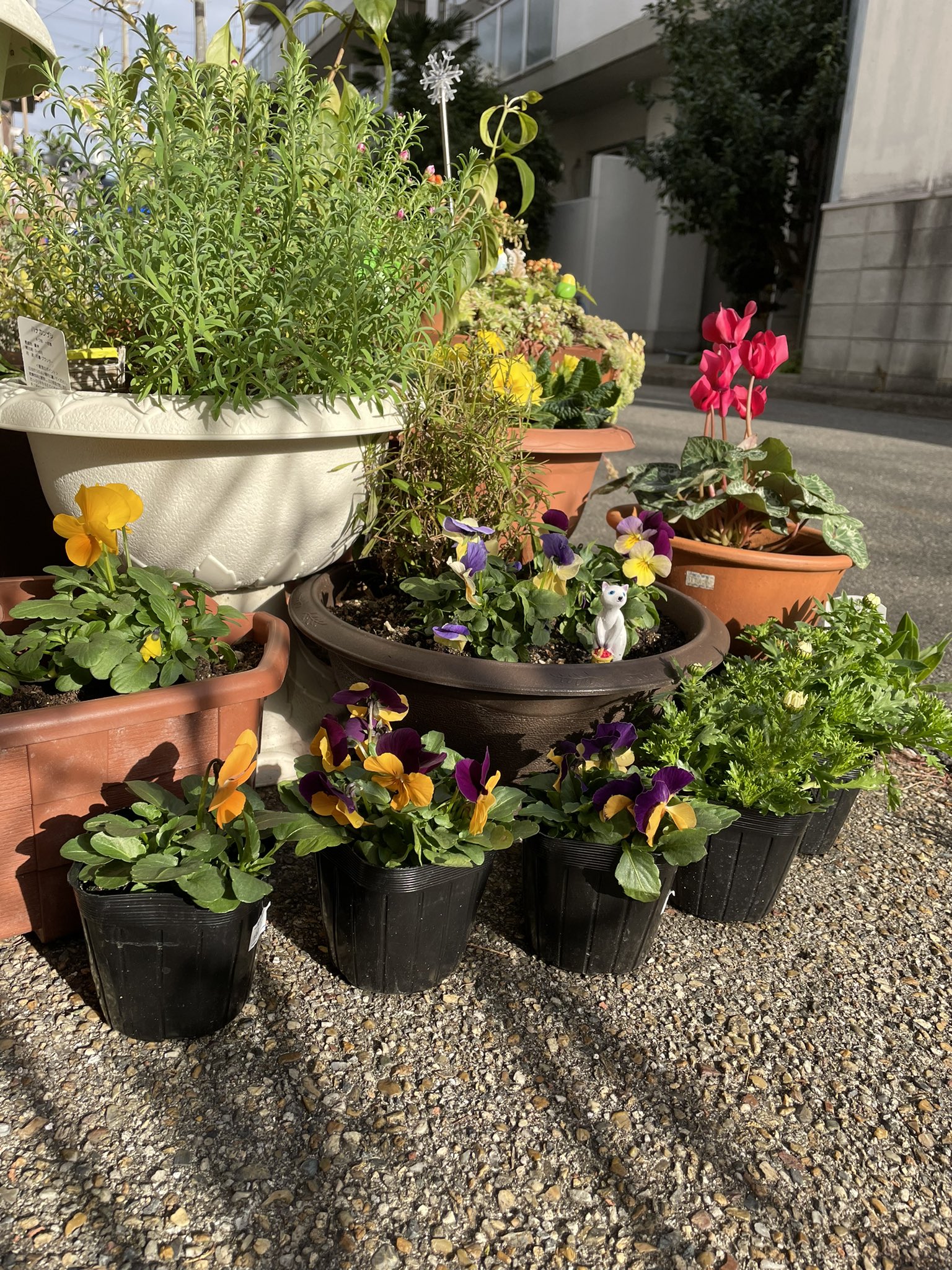 カフェ コトリ 2回目の冬の花の植え替えをしようと買ってきたものの 寒くて ポットのまま並んでます 換気に勇気がいりますが 店内暖かくしてお待ちしています 明日土曜はスープランチあります カフェコトリ 八尾カフェ 大阪カフェ