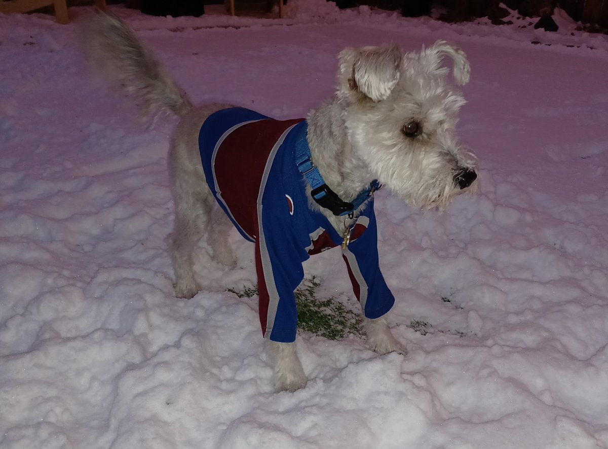 Put me in, Coach @BednarJared!  I'm ready to help beat the Jets! Go Avs! #pupfan #GoAvsGo