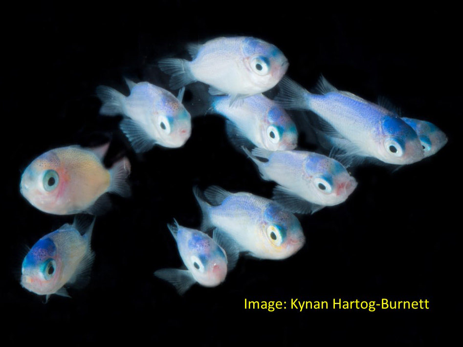 Size does matter!  Baby reef fish have a larval phase in which they have to reach a critical minimum size to settle and, that is regardless of how well they grew in the plankton.  Also, size range at settlement is less than that of age. See tinyurl.com/35tda9cn ⁦<a href="/jcu/">James Cook Uni</a>⁩