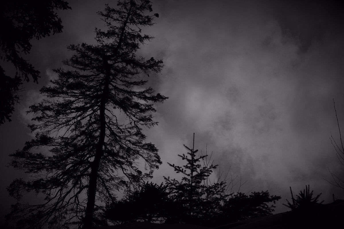 💚Force of Nature💚 tweet media