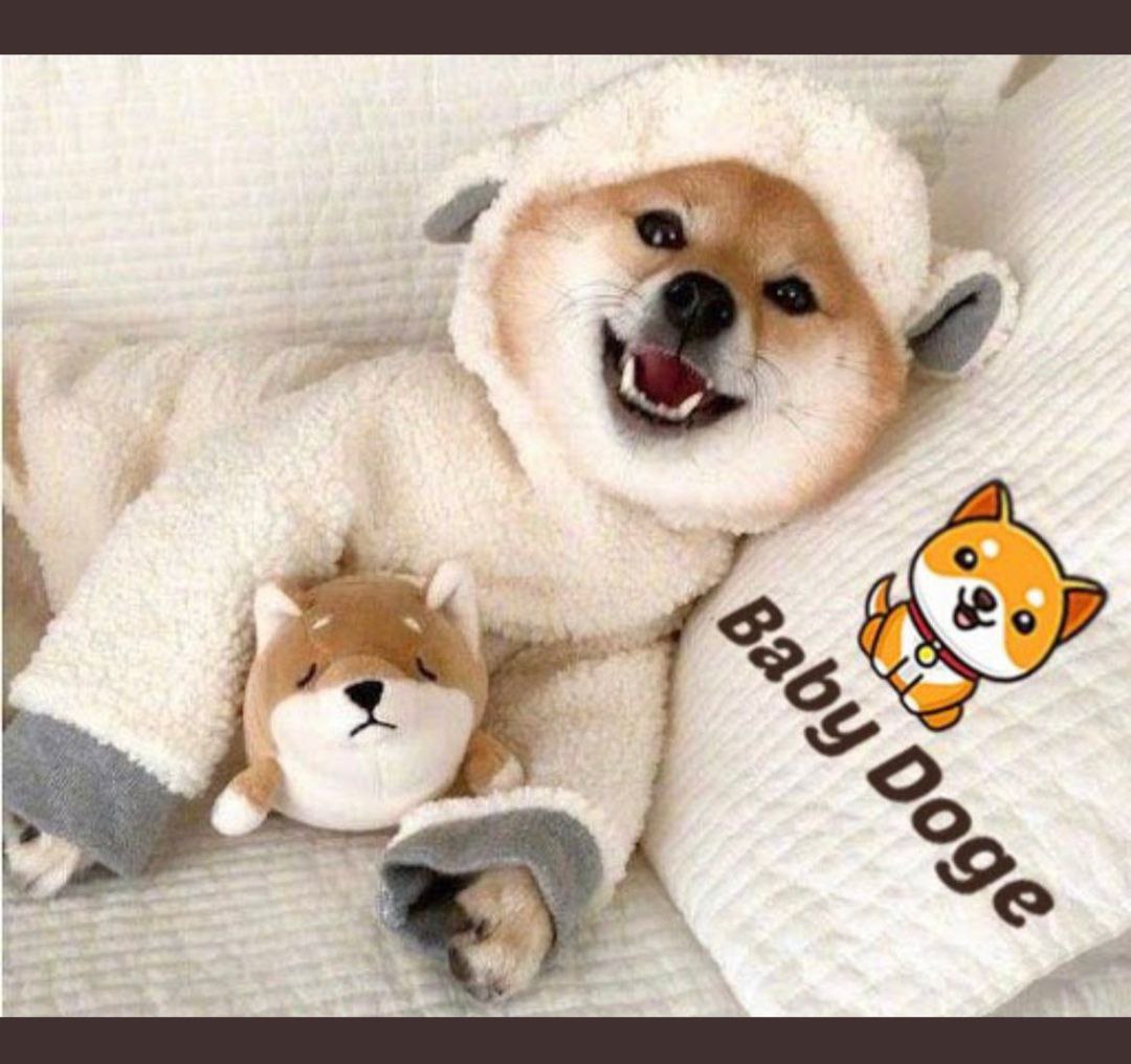 AndreusMania1's tweet photo. @LauncherCoin @babydoge #BabyDogeCoin https://t.co/yR5Q8ILA2h
