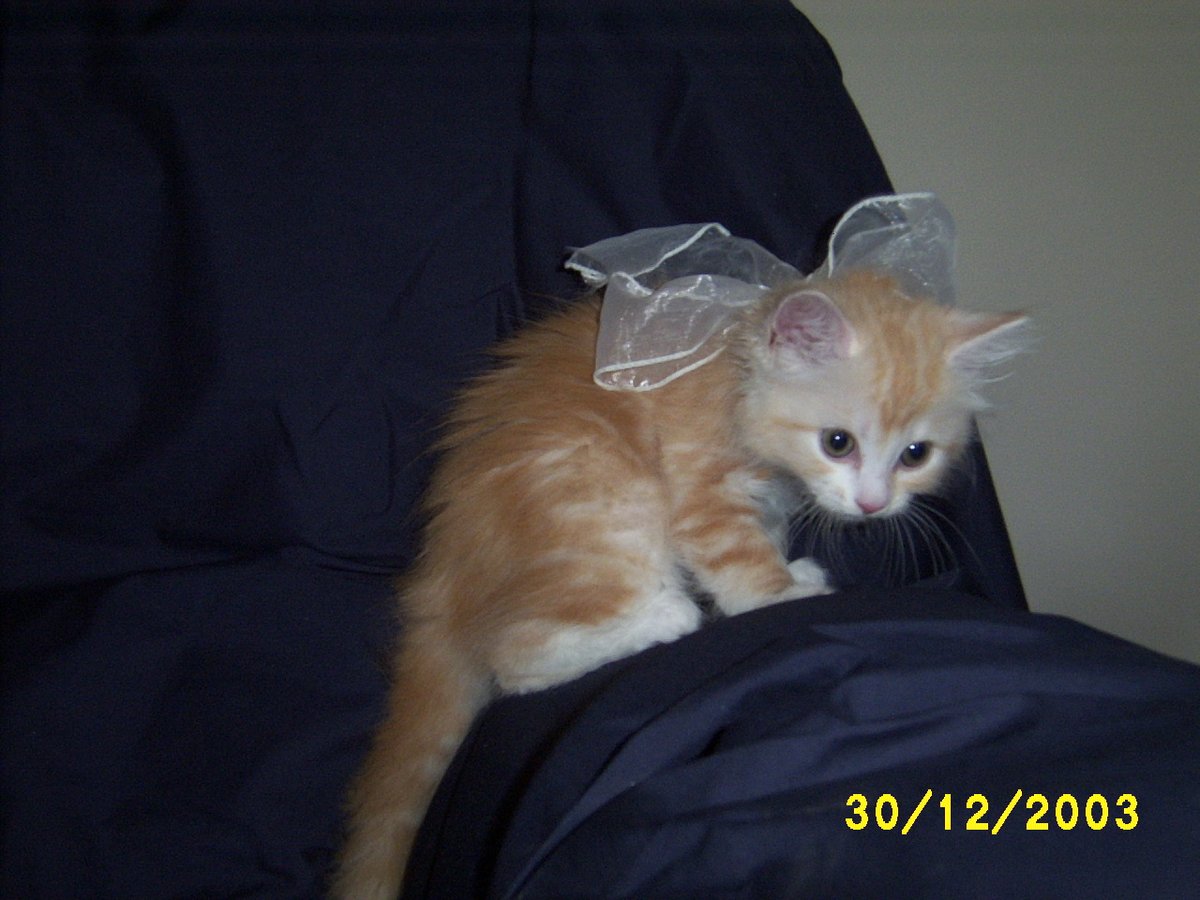 One year ago, after a little over a week in kitty hospital, this little old lady (17) left me and, honestly, things have not been the same since.  I hope there's lots of nibbles in heaven, Mistlymoo.