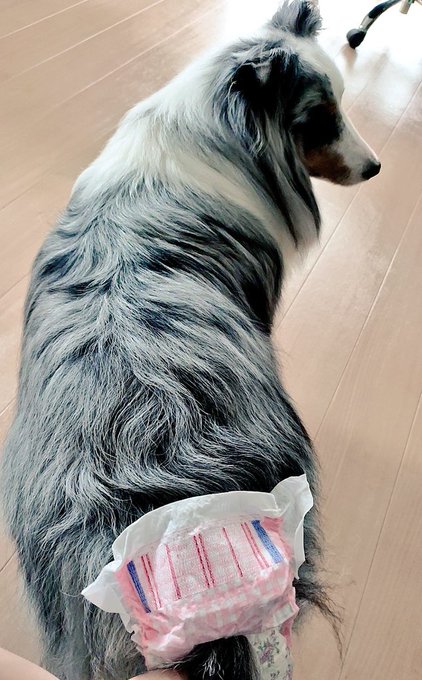 これは実家の犬が置いていったおむつを無理矢理履かせられるイッヌ 