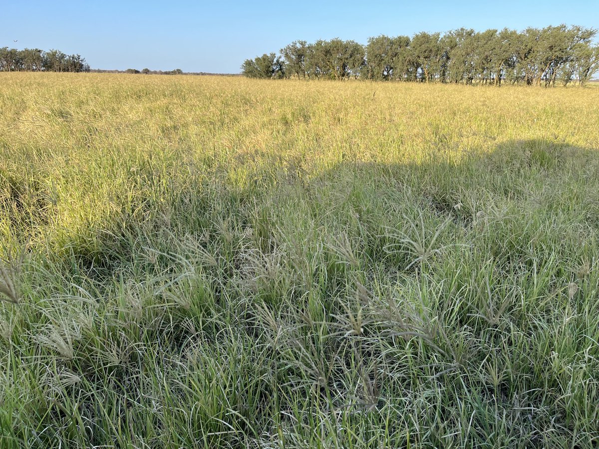 maguilarbenitez's tweet photo. Lote de grama Rhodes Reclaimer de Peman en descanso recuperando volumen para un nuevo pastoreo en unos 15/20d más. Las fotos de abajo muestra que donde colocamos el suplemento proteico (pegado al alambre), se produce más bosteo y mejora x fertilización orgánica la pastura https://t.co/QUpmzHcKpI