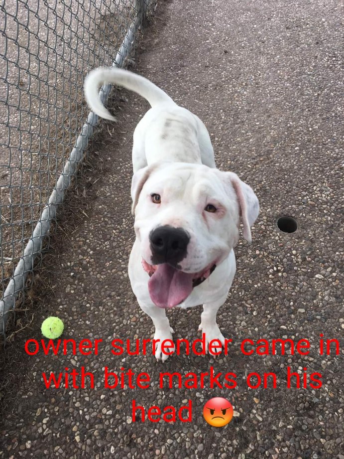 🆘 Jayce came into the shelter with bite marks all over his head! 🥺 He is on the euthanasia list and need a hold by FRIDAY 1/7 or he will be euthanized! 💔 Barc Tx 

🐶💙 JAYCE - ID# A1795338
Owner Surrendered/ Male/ American Staff Mix/71lbs/ 5YR/ Low HW+