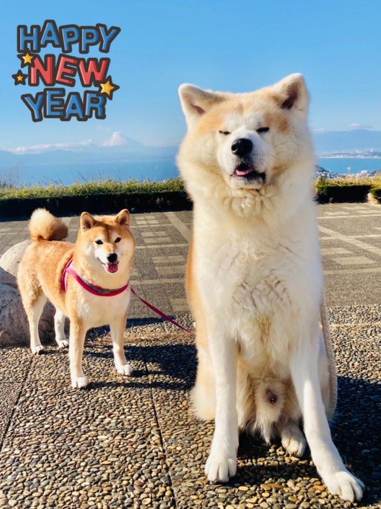 柴犬 秋田犬 はちモナじんくんとポン吉 Hachimonajin Twitter