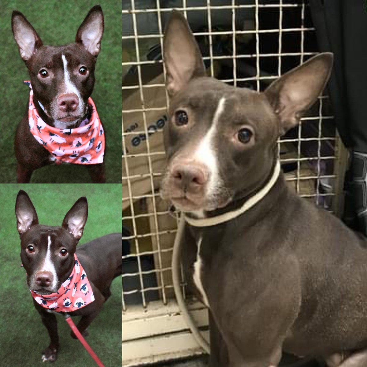 11 dogs are on Thursday’s kill list at the NYC pound. This is humanity near its worst and unnecessary cruelty and death. We can save them with pledges to help defray rescue costs, by RT'ing their bios, and by indulging their presence on your timeline. Thanks.