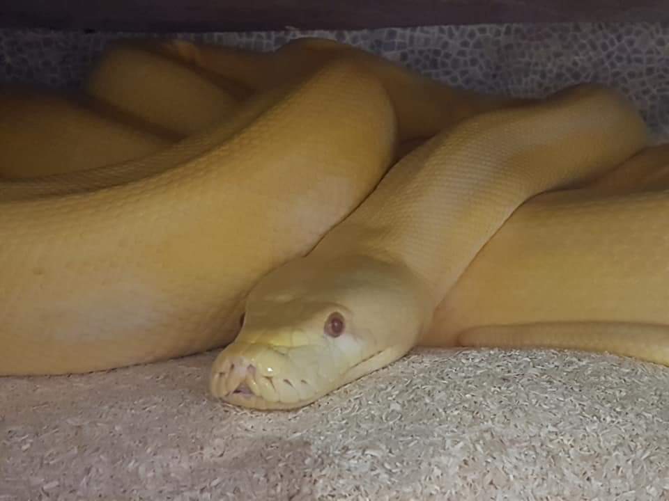 Indigoskylight1's tweet photo. sadly no good eggs this year poor Honey had another complication as had to help her pass her last egg. But she was totally fine with me helping her she's doing well just waiting on an shed then can start feeding again fingers crossed for 2022 https://t.co/TJIYSJxlgv