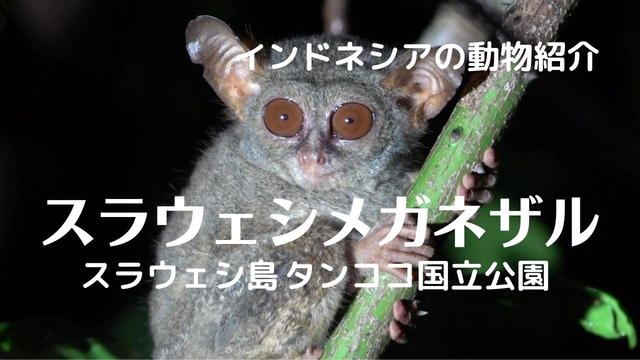 バリ倶楽部 インドネシアには不思議な動物がいるんです Twitter