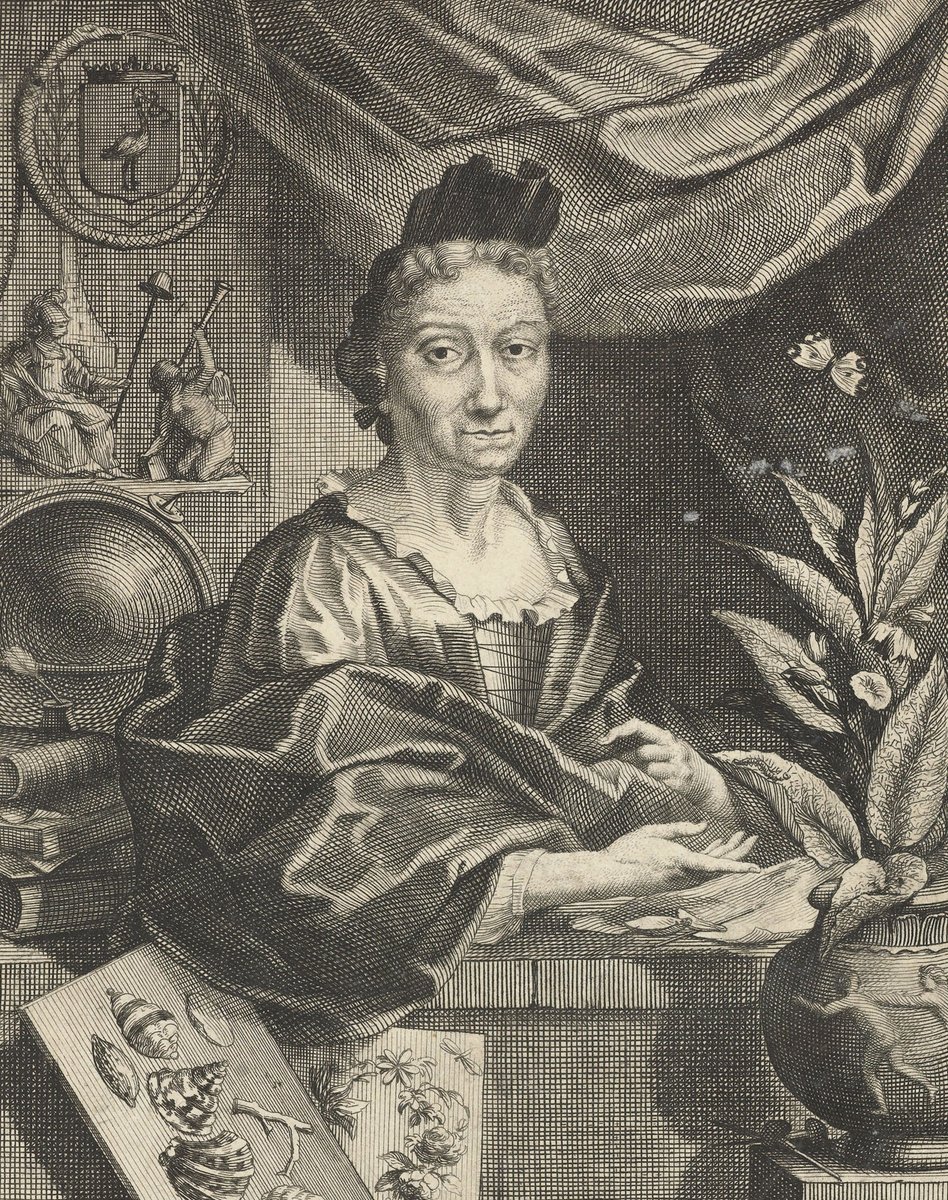 365BotanyWomen's tweet photo. Born today in 1647, botanical artist Maria Sibylla Merian took an early interest in #entomology. She retained indigenous names for the not-yet-described species she found in Suriname and performed controlled laboratory experiments to investigate caterpillars' plant preferences. https://t.co/Dz0TrHOhKc