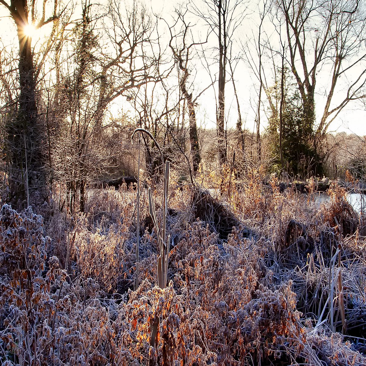 rumpuledude's tweet photo. #hawkwood #pond on a #frosty #frostymorning #chislehurst #kent #NaturePhotography #naturelovers #countryside #WINTER #frost #br7 https://t.co/M4jHO0KdIx