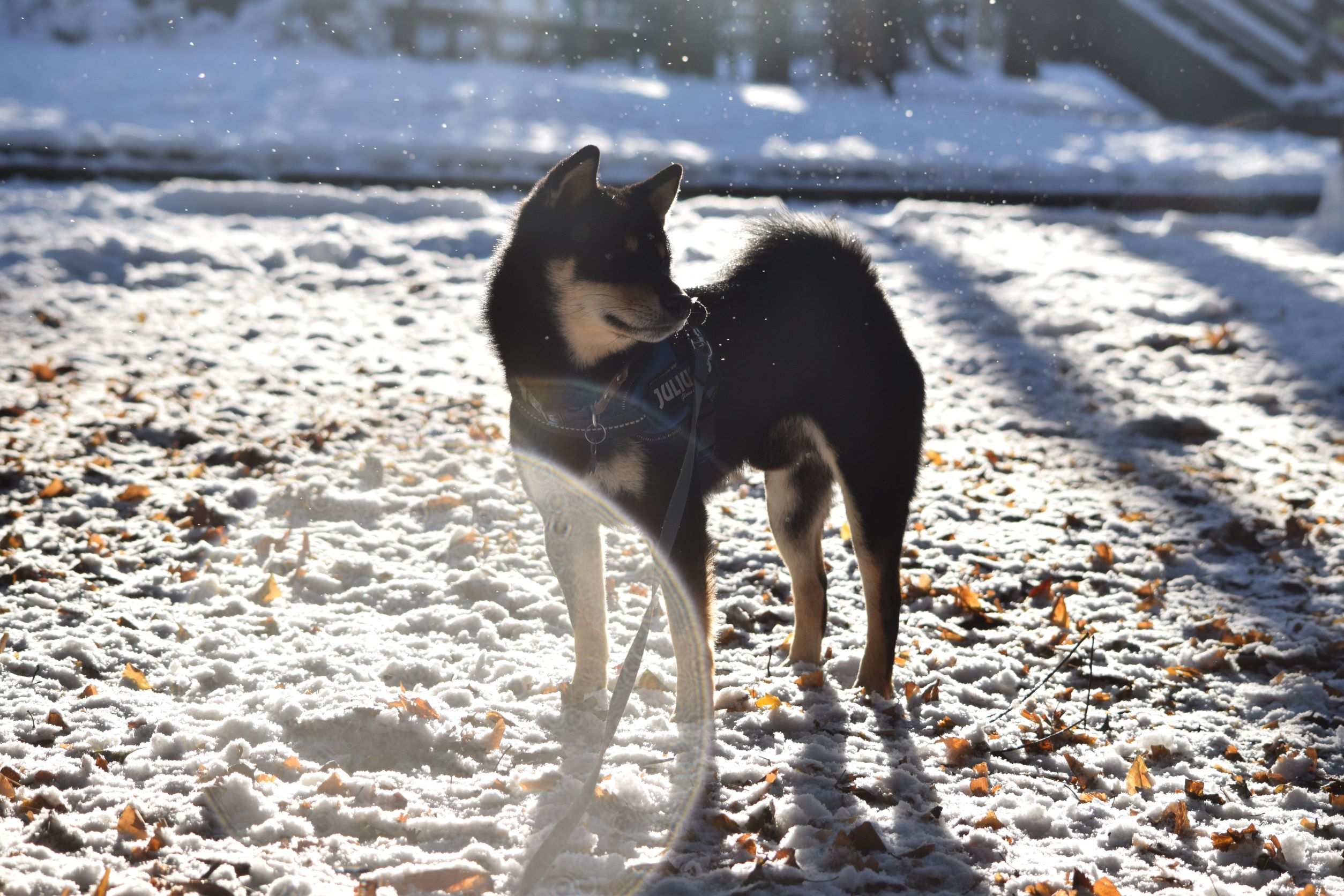Biscuit Biscuit Shiba Twitter