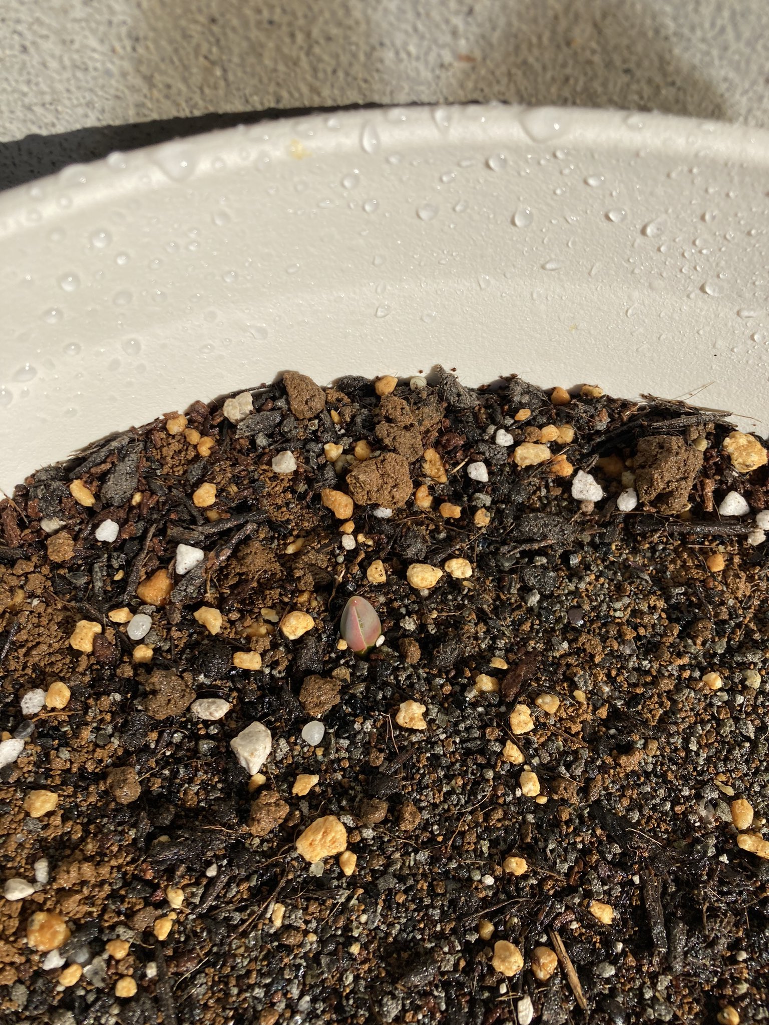 グリーン チューリップ １つだけ出てきた 鉢植え チューリップ 発芽 T Co Wgpbgwhd9a Twitter