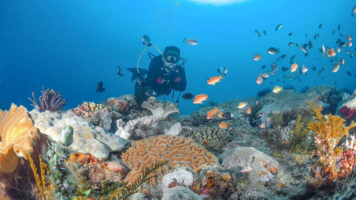 divebali's tweet photo. Let's go diving in Bali
#balidive #belajarmenyelam #belajardivingbali #balidivetrip #divebali #belajardiving https://t.co/NCOvfZYtQX