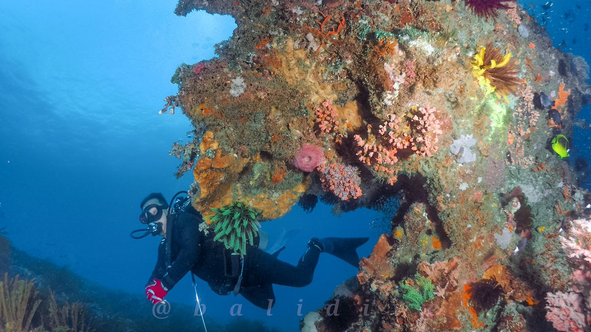 divebali's tweet photo. Let's go diving in Bali
#balidive #belajarmenyelam #belajardivingbali #balidivetrip #divebali #belajardiving https://t.co/NCOvfZYtQX