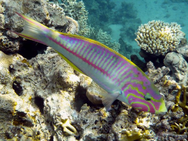 SeaPrinceAaron's tweet photo. #ReefFishThursday
Tell me you want a splash of colour in your life? Well here is Klunzinger’s Wrasse, a beautiful wrasse endemic to the Red Sea. It uses its efficient winged pectoral fins to glide in high flow environments.
#FishFactsWithAaron
📸 ReefApp (JJPhoto), Michel Grard https://t.co/oqCuTmeQFv