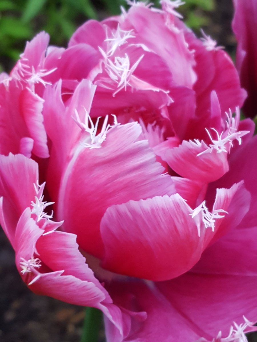 GabyLynch9's tweet photo. Did someone mention tulips? 😬 #FlowersOnFriday @flowersonfriday August tulips, September tulips. My absolute favourite last year, I plan to plant lots more this year! 😍🌷😍 #Mascotte warning #PinkOverload 😄😄 https://t.co/cR6wAhvdLb