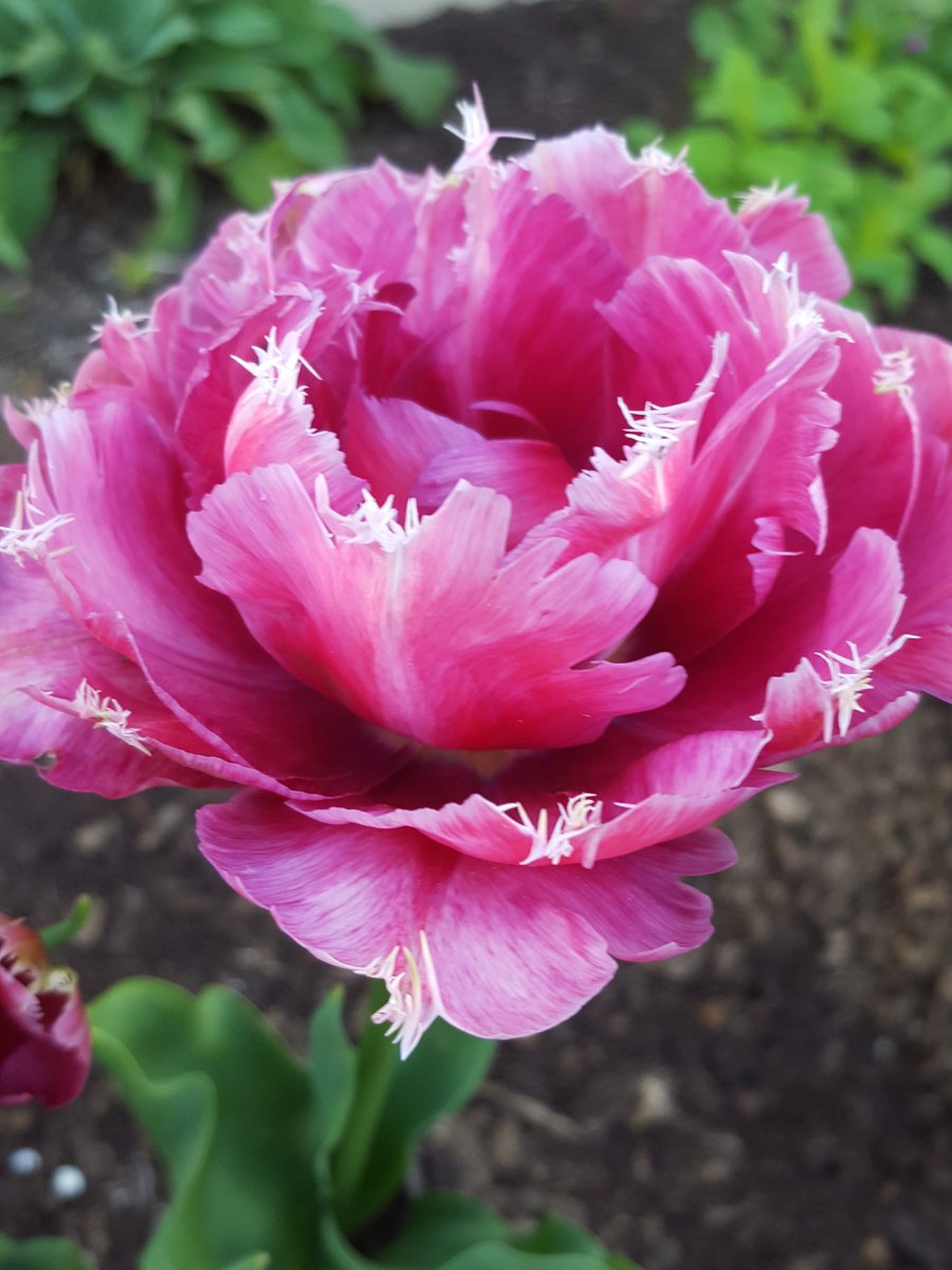 GabyLynch9's tweet photo. Did someone mention tulips? 😬 #FlowersOnFriday @flowersonfriday August tulips, September tulips. My absolute favourite last year, I plan to plant lots more this year! 😍🌷😍 #Mascotte warning #PinkOverload 😄😄 https://t.co/cR6wAhvdLb