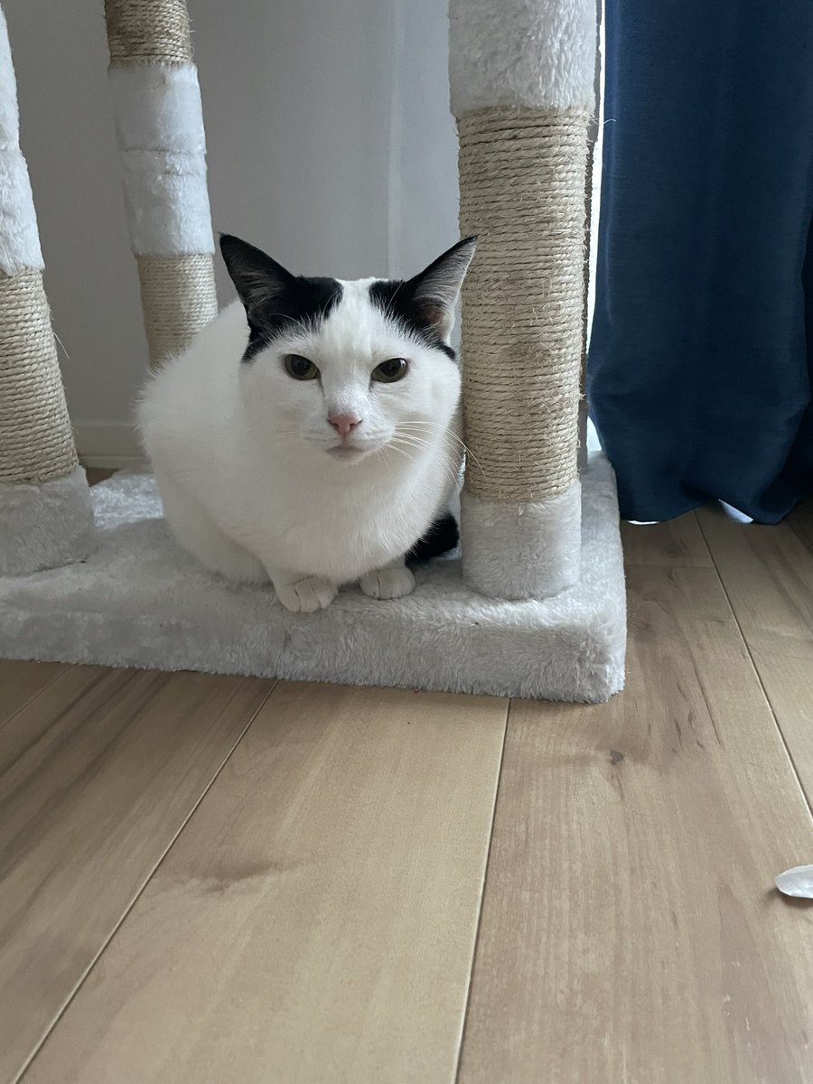 しろくろねこ　ひまわり tweet media